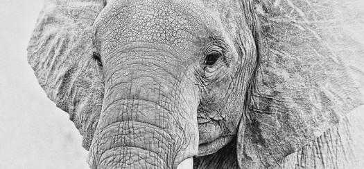 Elephant memory