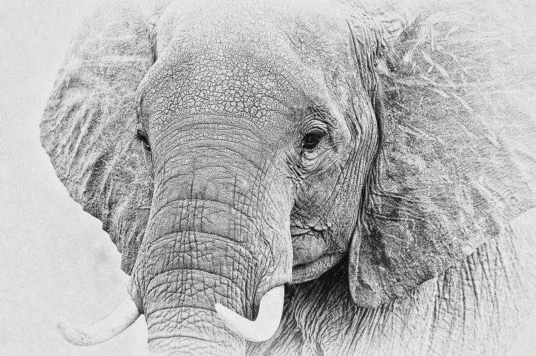 Elephant memory